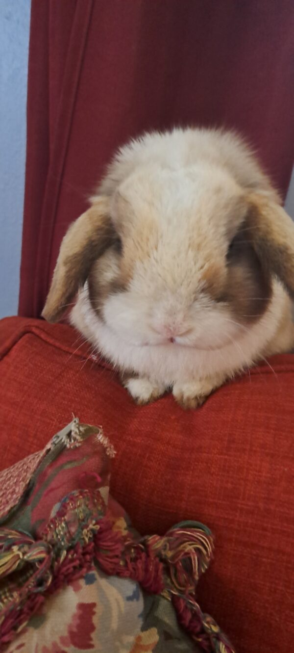 Adorable Mini Lop Eared Bunny