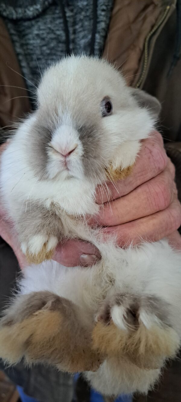 Precious Dwarf Lop Eared Bunny