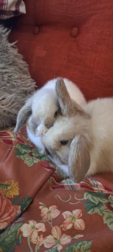 Cute Little Lop Eared Rabbits